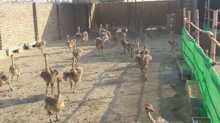 Ostrich farm photographs