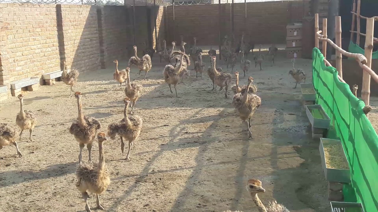 Ostrich farm photographs