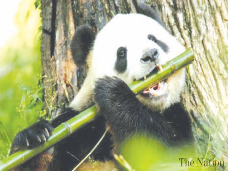 Panda eating sugar cane