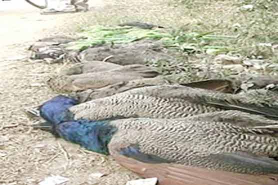 Dead Bodies of Peacocks