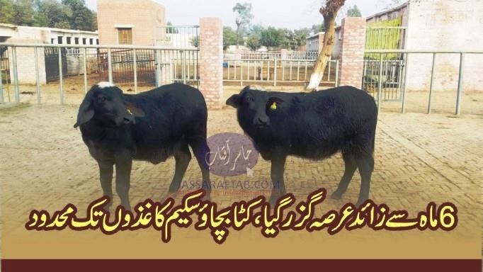 Save the calf project in Punjab