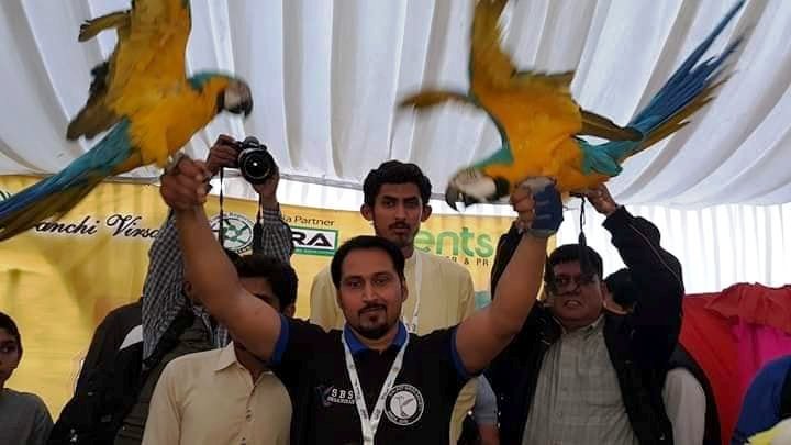 Macaw with flying wins