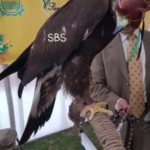 Hawk in bird show