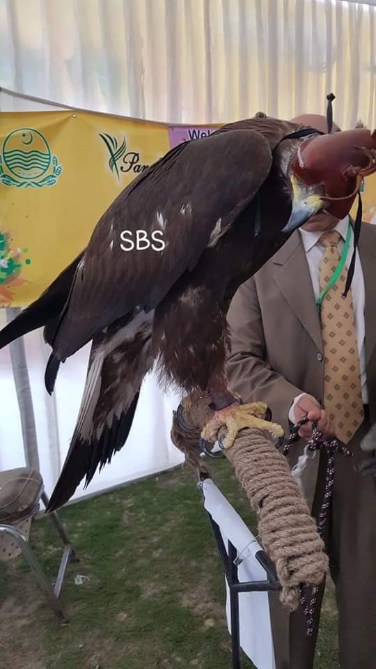 Hawk in bird show
