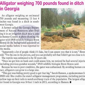Alligator weighing about 700 pounds found in ditch