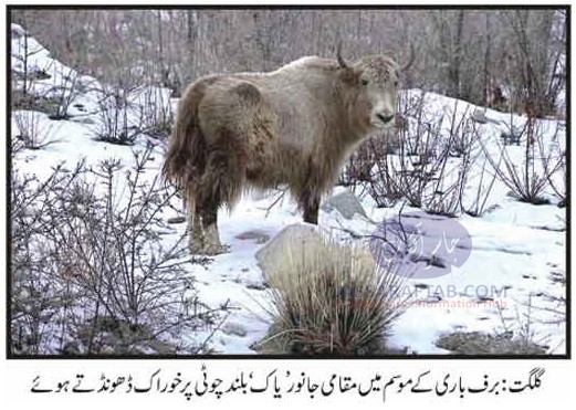 Local animal "yak" looking for food. Yak is found in Pakistan in Gilgit Baltistan