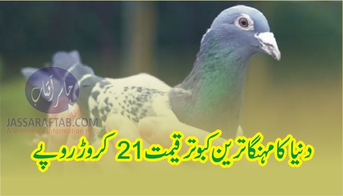 دنیا کا مہنگا ترین کبوتر قیمت 21 کروڑ روپے