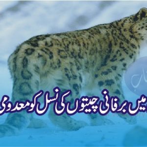 Snow leopard extinction