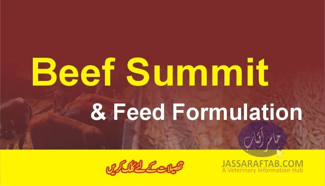 Beef Formulation