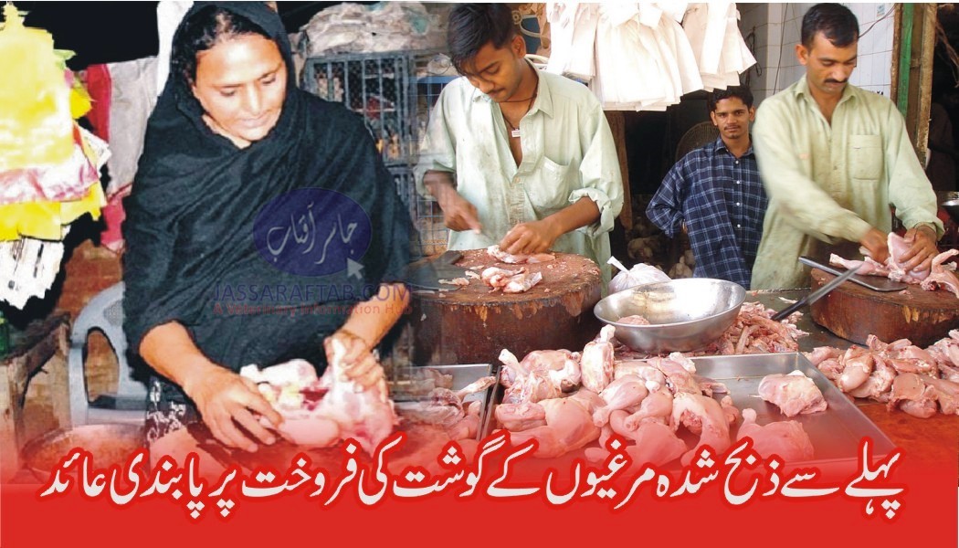 chicken sale in Pakistan