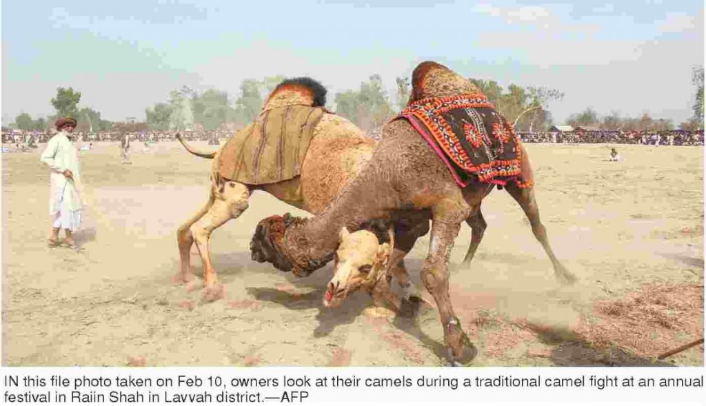 Camel fight in Pakistan