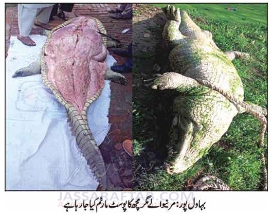 Postmortem of Crocodile