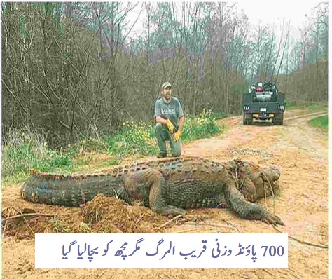 Near to death crocodile