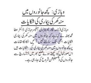 وہاڑی : کچھ جانوروں میں منہ کھر کی بیماری کی شکایت