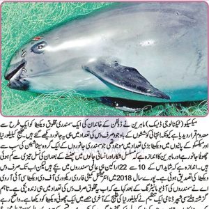 Marine Mammals Decreasing including Vaquita dolphin in Mexico