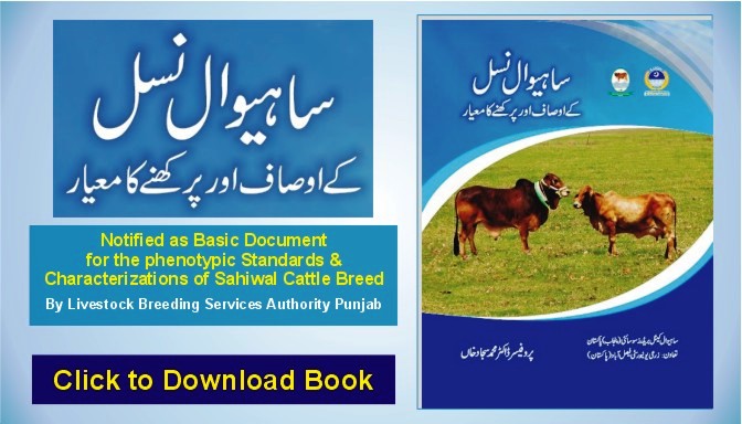 Sahiwal Cattle Breed - Sahiwal Cow Characteristics