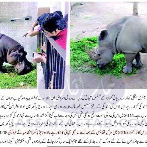 Lahore zoo wild animals | چڑیا گھر میں جنگلی گینڈا مادہ اور دریائی گھوڑا نر سے محروم