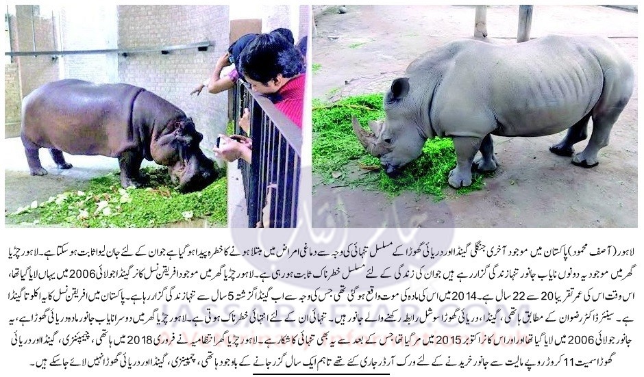 Lahore zoo wild animals | چڑیا گھر میں جنگلی گینڈا مادہ اور دریائی گھوڑا نر سے محروم