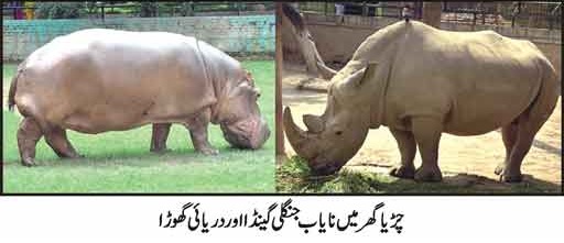 Threat to Rhino in ZOO
