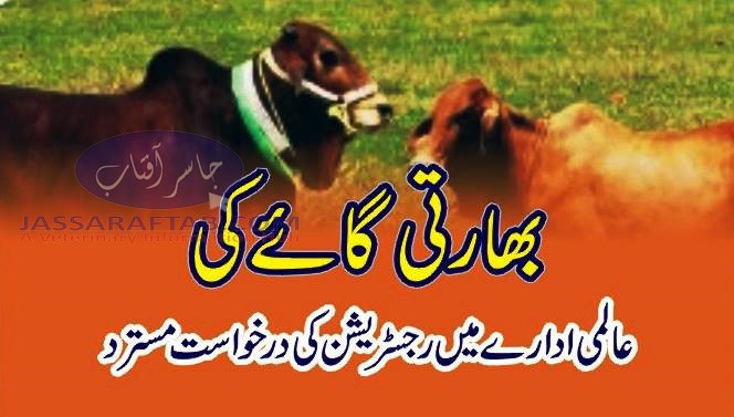 Registration of Indian Sahiwal cattle rejected