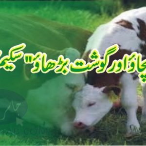Save calf scheme