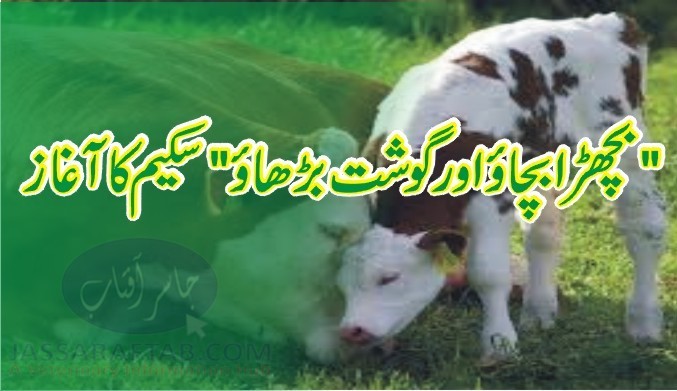 Save calf scheme
