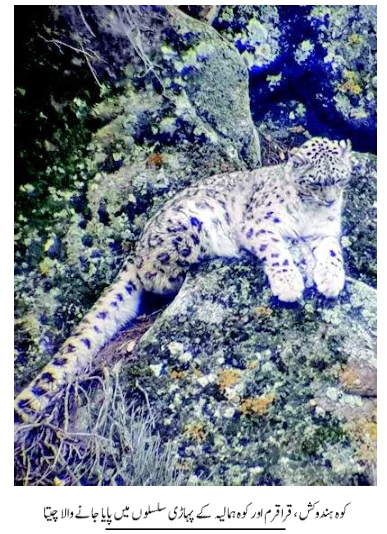 Snow leopard in Qaraqaram