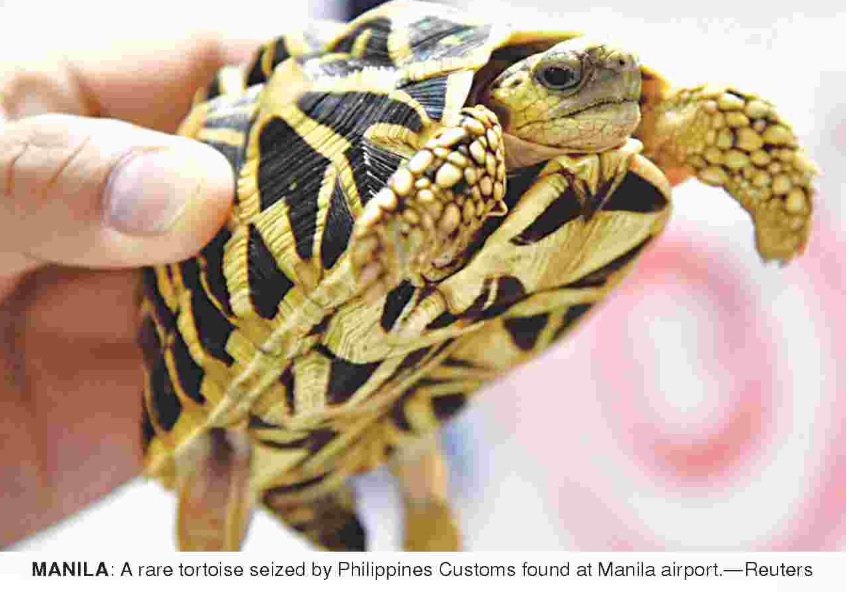 rare turtles seized by Custom