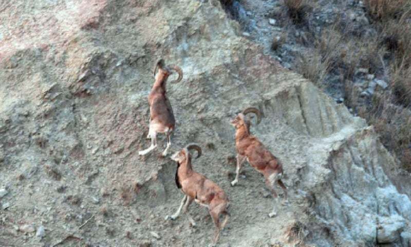 Urial trophy hunting in Salt Range