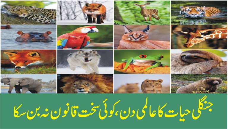 Wildlife act, strict legislation demands on world wildlife day