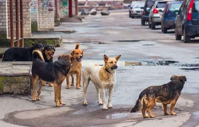 آوارہ کتوں کی تلفی مہم جاری