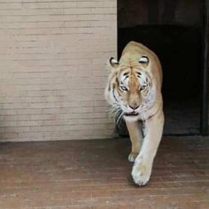 Tiger in Lahore Zoo