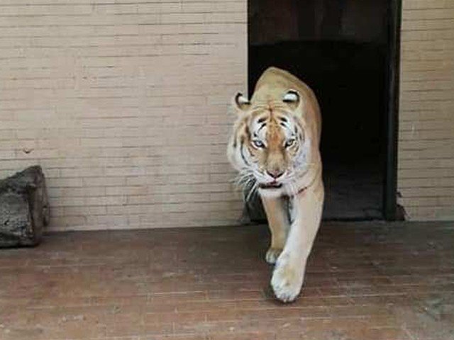 Tiger in Lahore Zoo