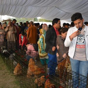 Fancy Hens in Bird show in Lahore