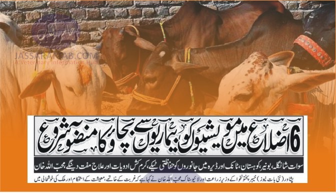 Vaccination of livestock in peshawar