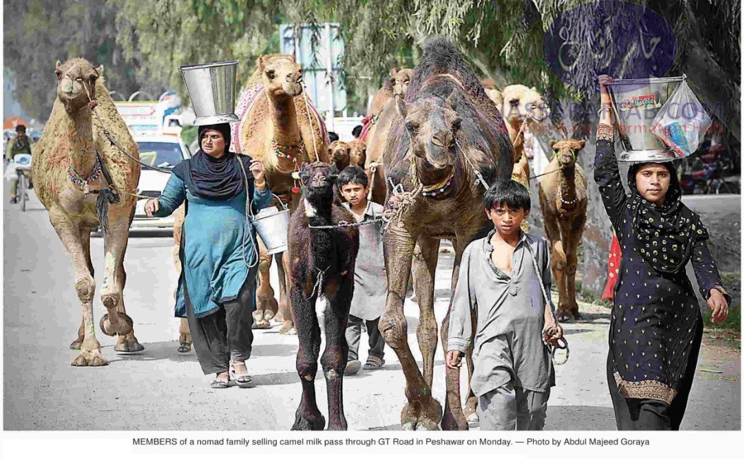 Camel milk sale by nomads