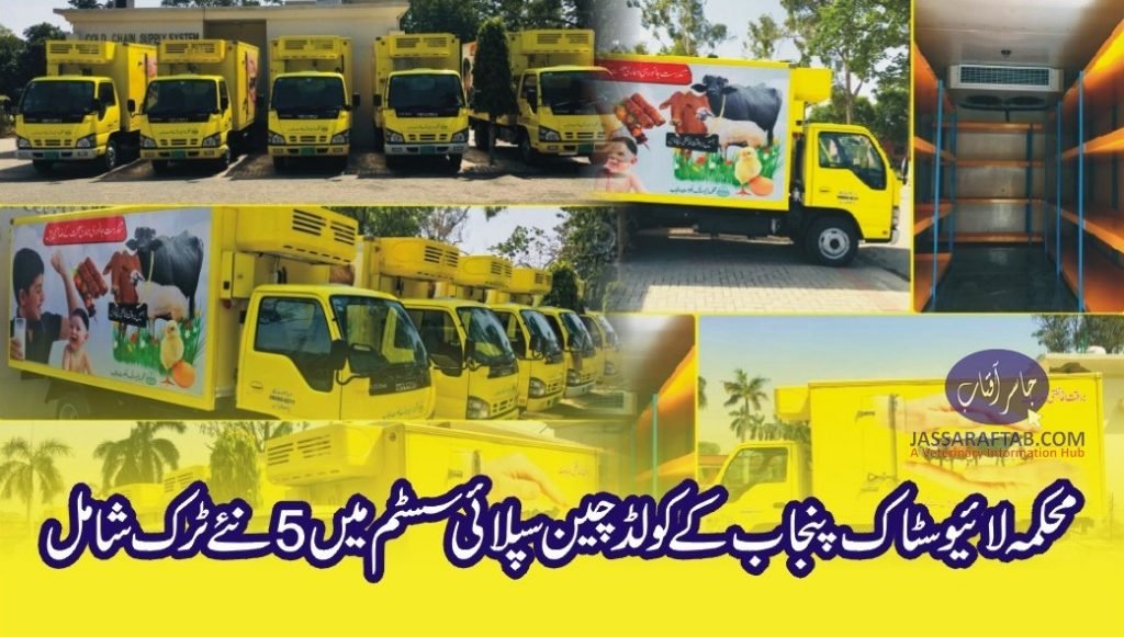 Vaccine Supply System and Cold Chain Supply System | Livestock Department Punjab