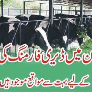 Dairy farming in Pakistan