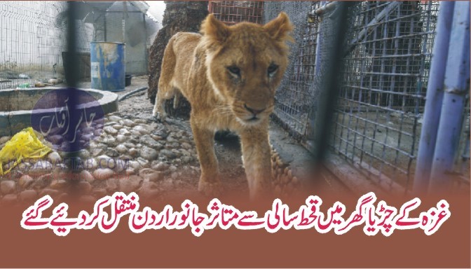 Starvation of Zoo Animals in Gaza