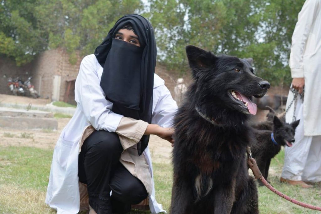 Pet Dogs Show in Jhang