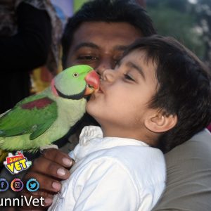Kissing Parrot Bird