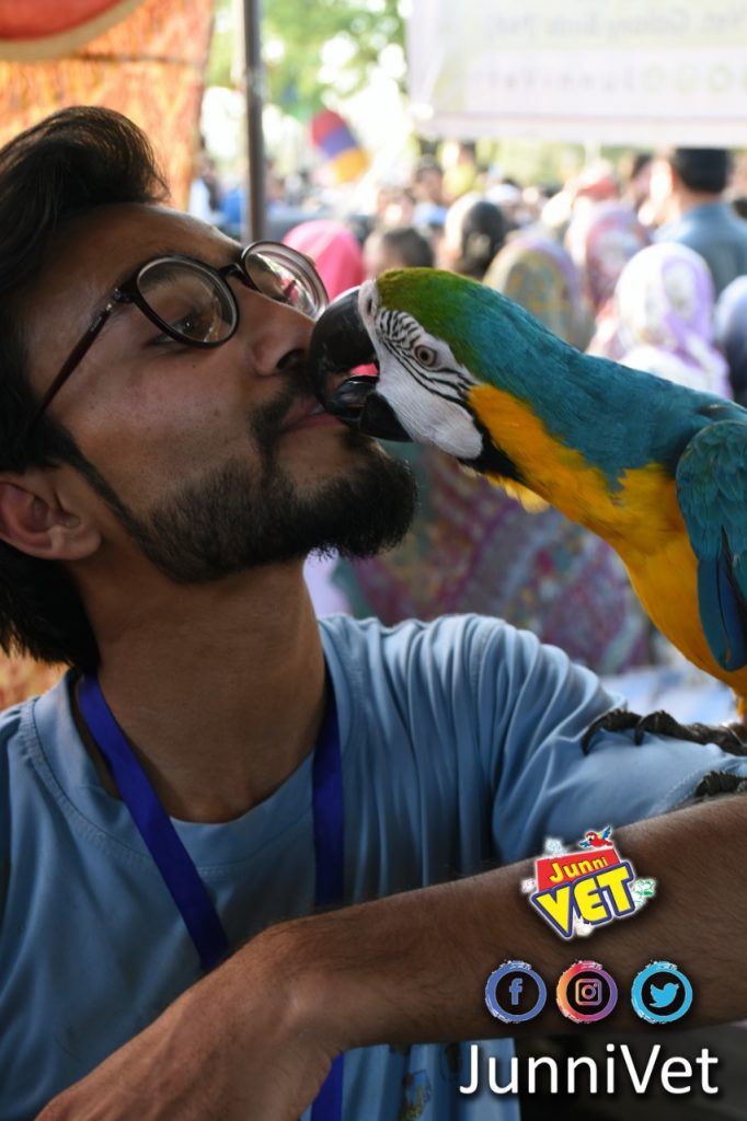 Kissing Love Bird