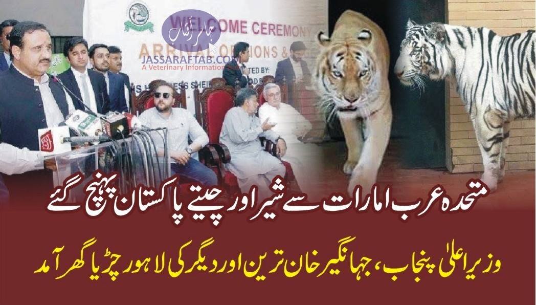 متحدہ عرب امارات سے شیر اور چیتے پاکستان پہنچ گئے، وزیر اعلیٰ پنجاب ، جہانگیر ترین اور دیگرکی لاہور چڑیاگھر آمد