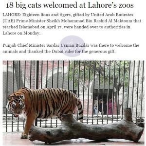 Tiger in Lahore Zoo gifted by Dubai Government