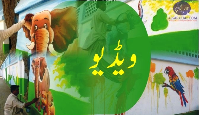 کراچی چڑیا گھر کی بیرونی دیواروں پر جانوروں کی پینٹنگ