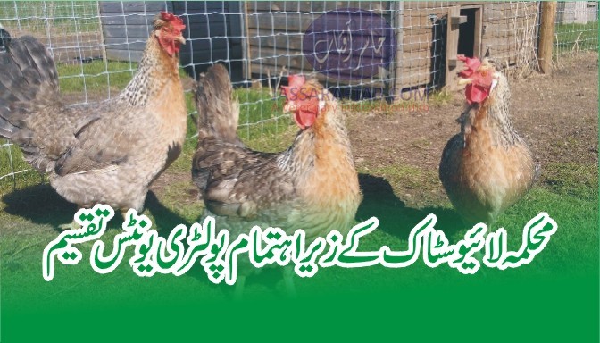 Poultry distribution in Faisalabad