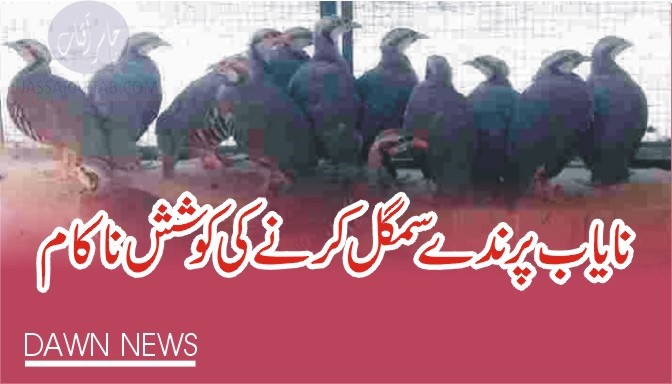 Precious birds smuggling | Eagle and Partridges