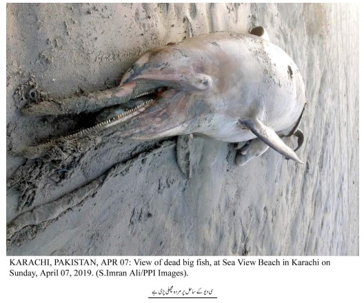 سی ویو پر ڈولفن مردہ حالت میں پائی گئی
