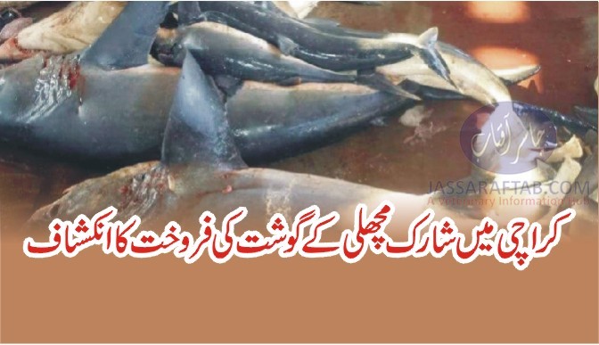 کراچی میں شارک مچھلی کا گوشت کی فروخت ہونے کا انکشاف