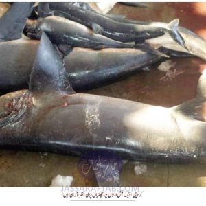 Shark Meat Sale in Karachi